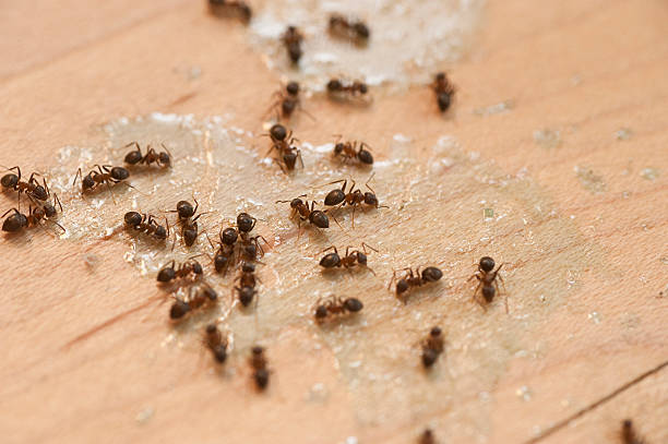 Best Insect Control  in Tuskegee, AL